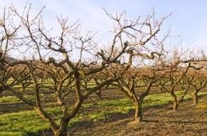 Alabama Peach Production Takes Major Hit